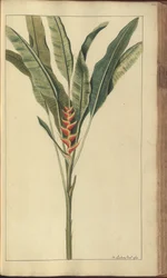 Egy oldal a "Jamaica eleganciáiból", 439