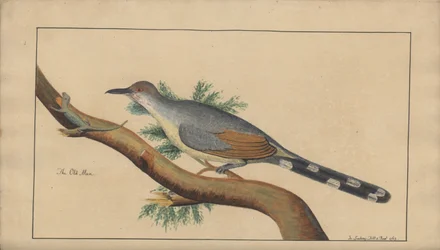 Egy oldal a „Jamaica eleganciáiból”, V. kötet, 20