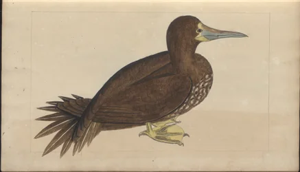 Egy oldal a „Jamaica eleganciáiból”, V. kötet, 2