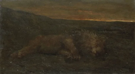Alvó oroszlán éjjel
