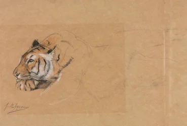 Tigris
