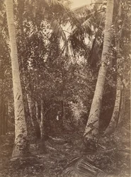 Trópusi táj, erdő a Turbo közelében, 1871.