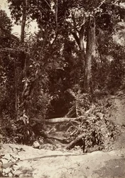 Trópusi táj, The Brook El Bano, Chipigana, 1871.