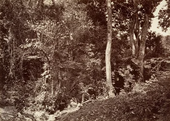 Trópusi táj, kilátás Chipigana közelében, 1871.