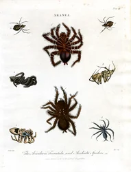 ARANEA: Avicularia;Tarantula és Aculeata pókok