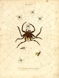 ARANEA: A Fasciata vagy a barbár pók
