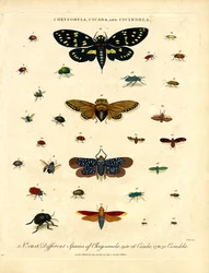 Chrysomela;Cicada és Cicindela