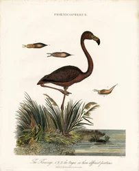 Flamingó