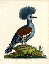 Nagy koronás indiai galamb (Columba)