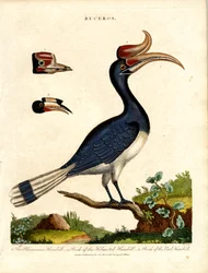 Hornbill fajok a számla részleteivel