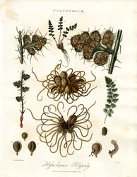 Hyperborean Polypody - A Polypodium nemzetség páfrányai