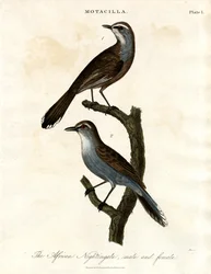 Motacilla - Afrikai fülemüle