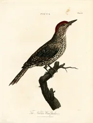 Núbiai harkály (Picus)