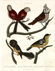 Parus: Cickányok és papagájok