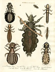 Pediculus - Különböző tetűfajok