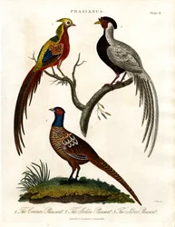 Phasianus - Fácánfajok