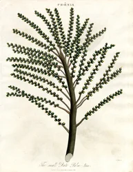 Phoenix (Dátum pálma)