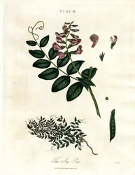 Pisum - A borsó