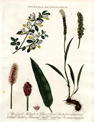 Polygala és Polygonum