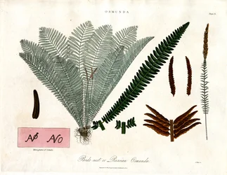 Királyi páfrányfenyő (Osmunda)