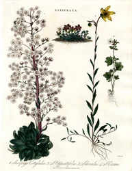 Saxifraga fajok