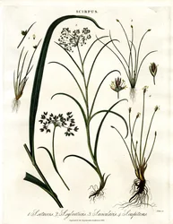 Scirpus fajok