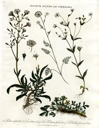 Selinum;Silene és Sibbaldia