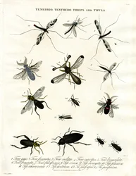 Tenebrio;Tenthedo;Thrips és Tipula - Rovarok sokfélesége