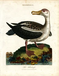 Az Albatrosz