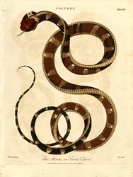 Az Atroposz vagy Vad Vipera