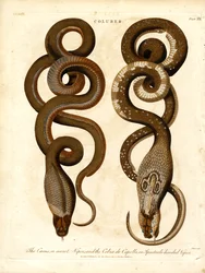 A Cæcus;vagy titkos vipera;és a Cobra de Capello;vagy szemüveges vipera.