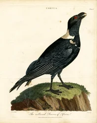 Az afrikai galléros holló