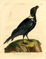 Az afrikai galléros holló