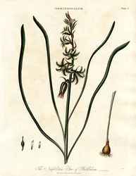 A nápolyi betlehemi csillag