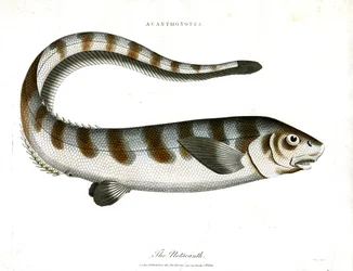 A Notacanth