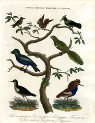 Todus;Tringa;Trochilus és Trogon