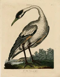 Japán fehér daru (Ardea)