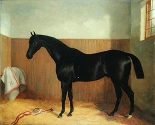 Tommy, Egy ló portréja, 1870-es évek (olaj, vászon)