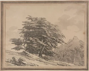 Az erdei fák általános jellegének elágazásai és lombjai: Cedar, 1789.
