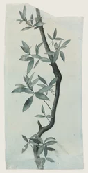Study of Willow Leaves, 1857 körül (ceruza és akvarell papíron)