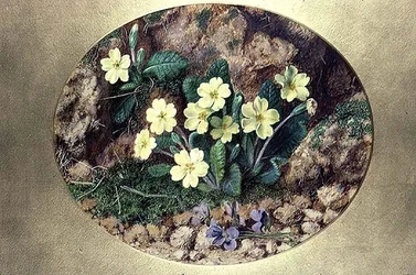 Primula és Ibolya