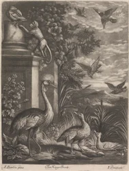 A Kings Birds