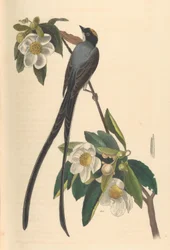 Villásfarkú királytirannusz, Gordonia lasianthus, 1840-44.