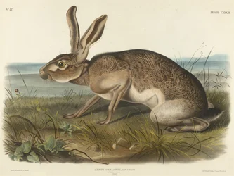 Texian Hare, 1848 (kézzel színezett litográfia szőtt papíron)