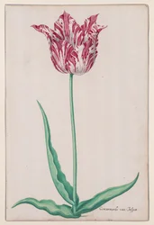 Egy tulipán tanulmányozása (Jasper Marbled)