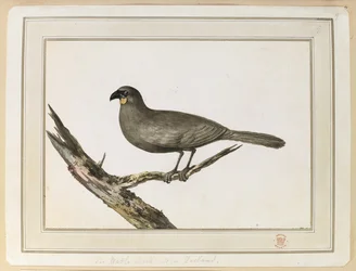 Egy lómadár rajza; 1777. február 12. és 25. között új-zélandi látogatása során, Cook kapitány harmadik útján.