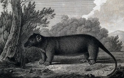 Oposszum, metszet John Webber (1750-1793) rajza nyomán, James Cook harmadik utazása során