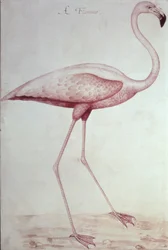 Flamingó (rajz)