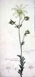 Flanel virág, actinotus helianthe labill