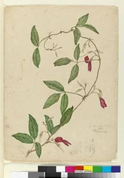 Kennedia rubicunda, 1803-06 körül (wc, toll, tinta és ceruza)